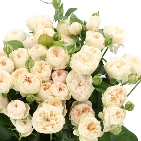 Rosa Spray Royal Champagne