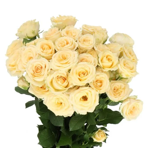 Rosa Spray Salinero