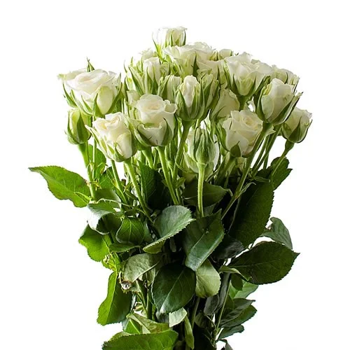 Rosa Spray Snow Flake