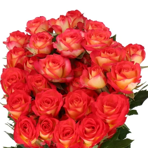Rosa Spray Summer Dance