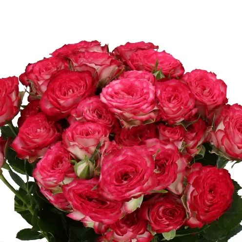 Rosa Spray Vanessa