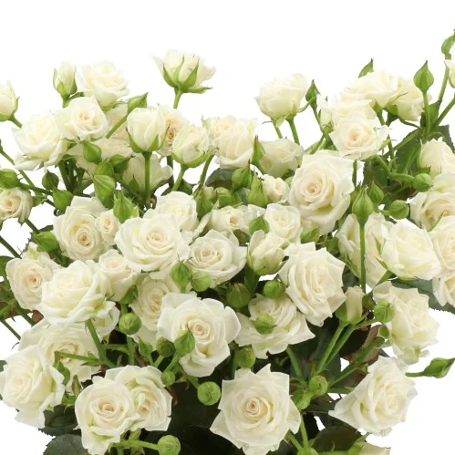 Rosa Spray White Lady