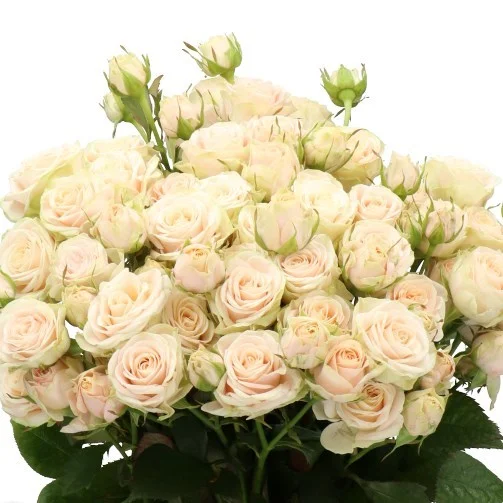Rosa Spray Whitney
