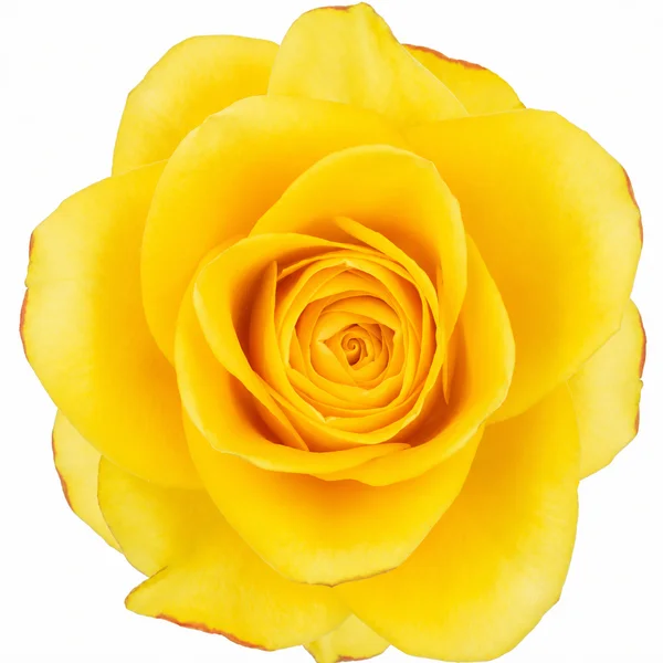 Rosa Summer Romance