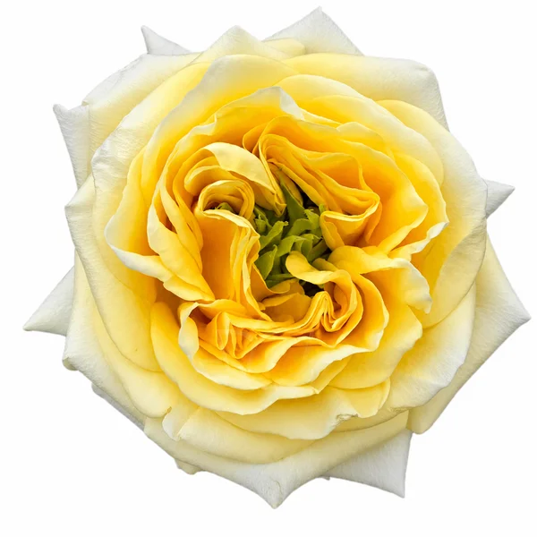Rosa Sunny Days