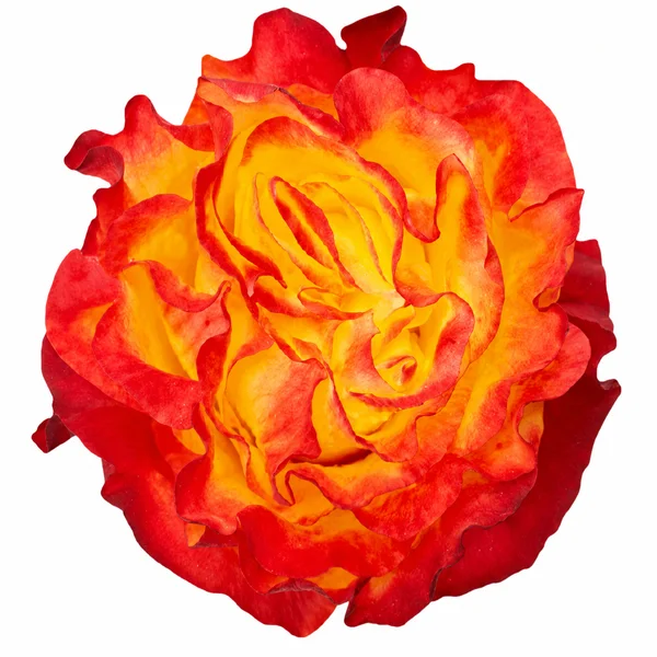 Rosa Sunset Xpression