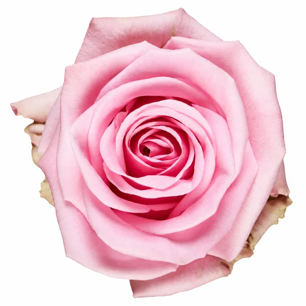 Rosa Sweet Cake