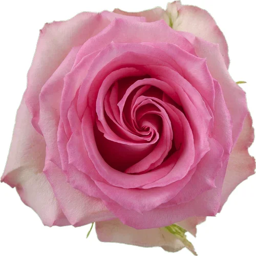Rosa Sweet Unique