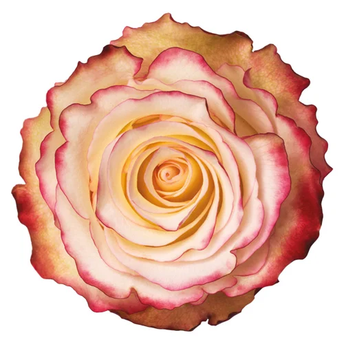 Rosa Sweetness
