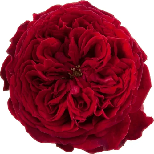 Rosa Tess