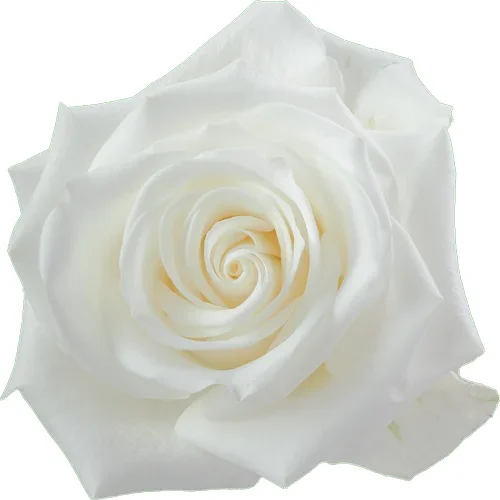 Rosa Tibet