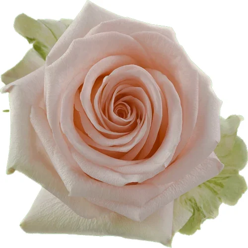 Rosa Tiffany