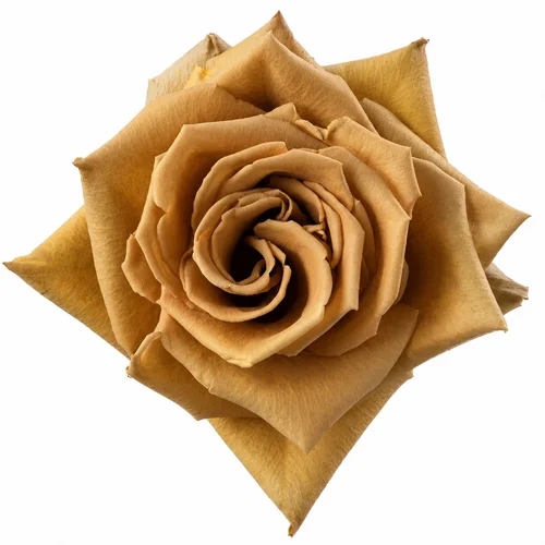 Rosa Toffee