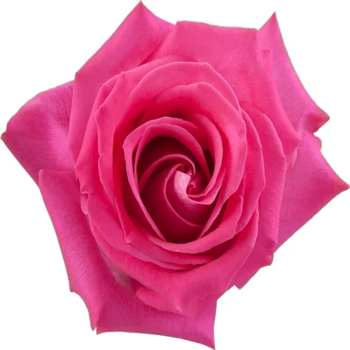 Rosa Topaz