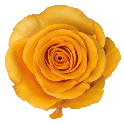 Rosa Tycoon