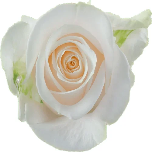 Rosa Vendela