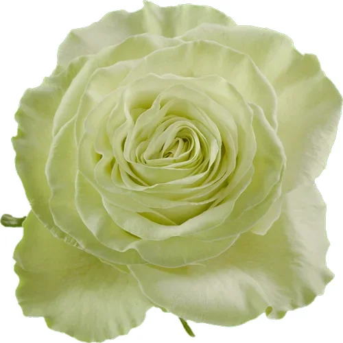 Rosa Wasabi
