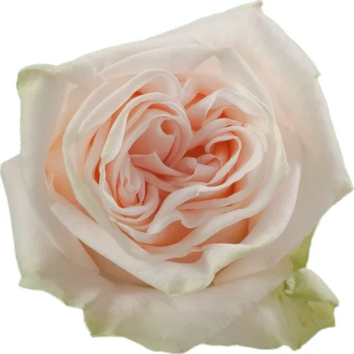 Rosa Wedding Spirit