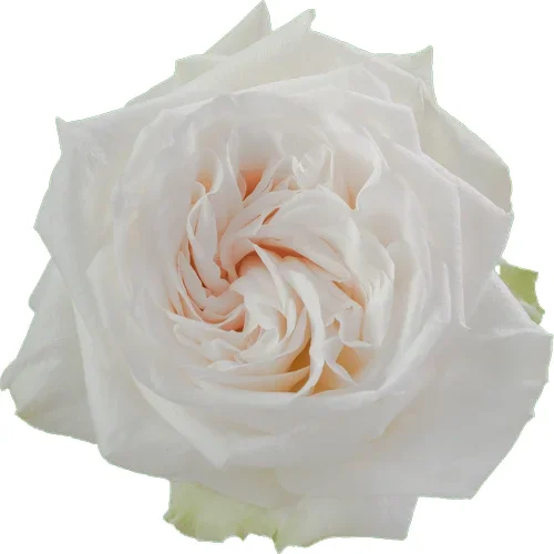 Rosa White O'Hara