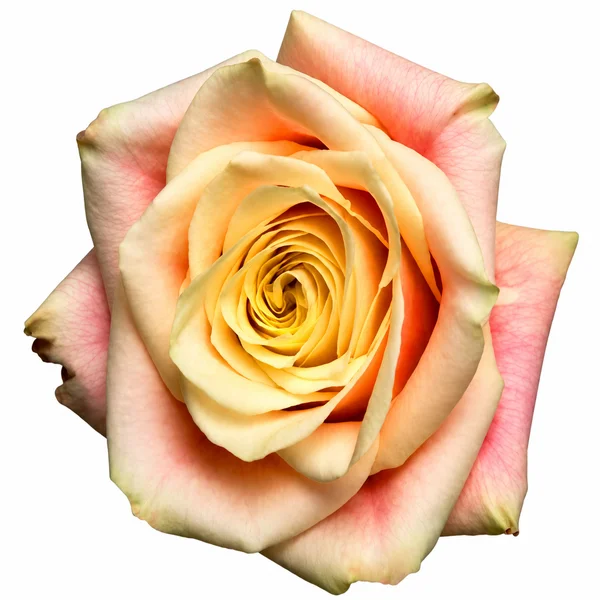Rosa Wild Crown