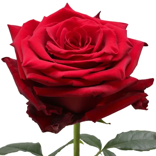 Rosas