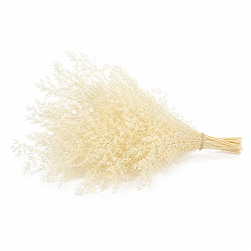 Ruscus Preservado Branco