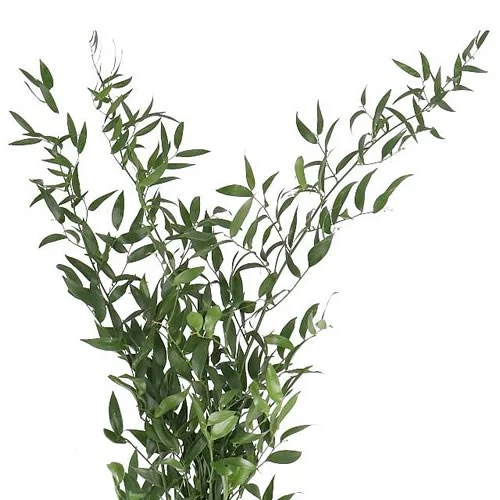 Ruscus Ramificado