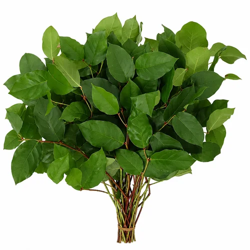 Salal