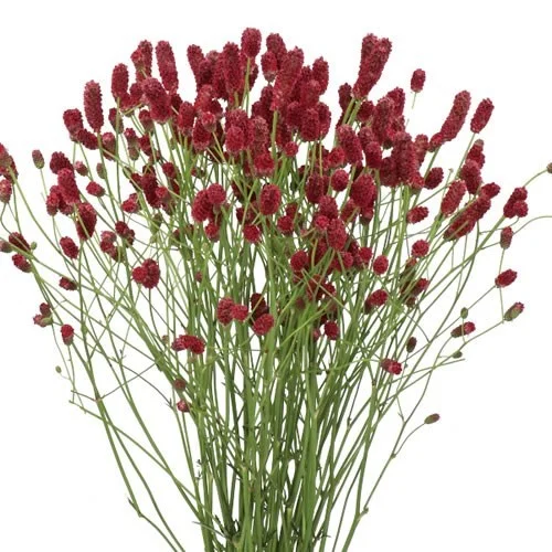 Sanguisorba Red Dream
