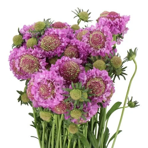 Scabious Bon Bon Scoop Ube
