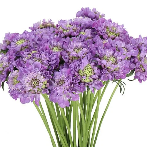 Scabious Dark Lavender Bon Scoop