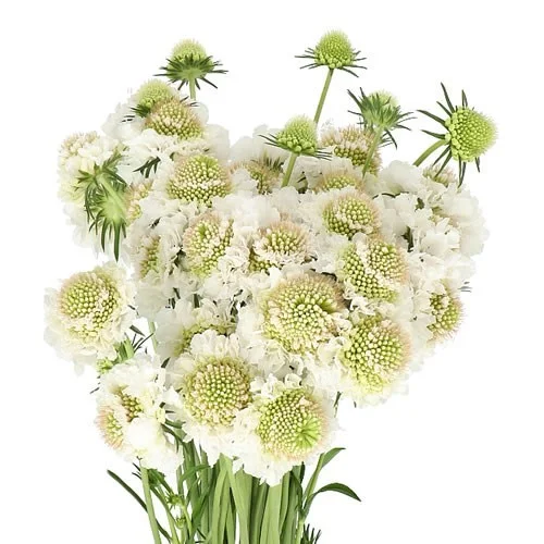 Scabious Focal Scoop White