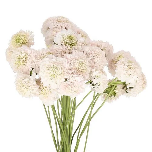 Scabious French Vanilla Scoop