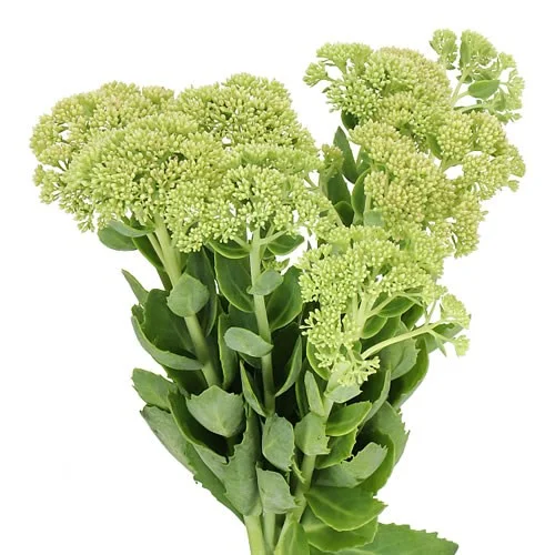 Sedum Green