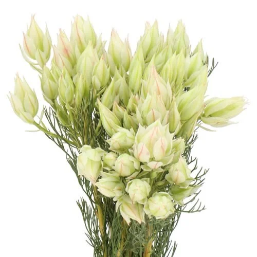 Serruria Ice Star