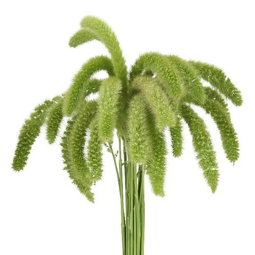 Setaria