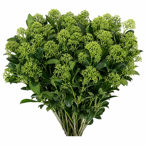Skimmia