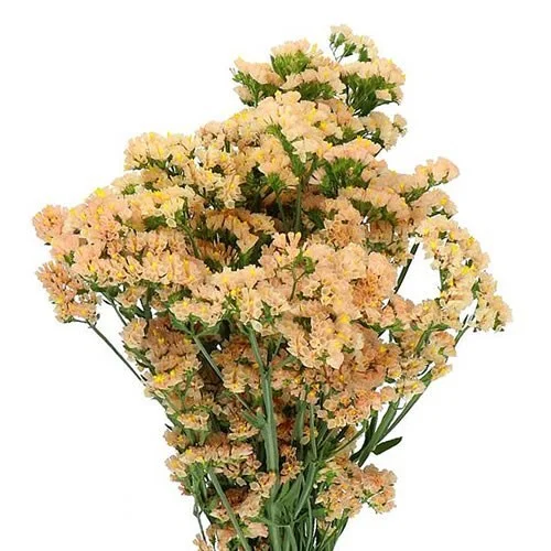 Statice Honey Apricot