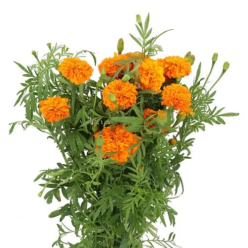 Tagetes Orange Promise