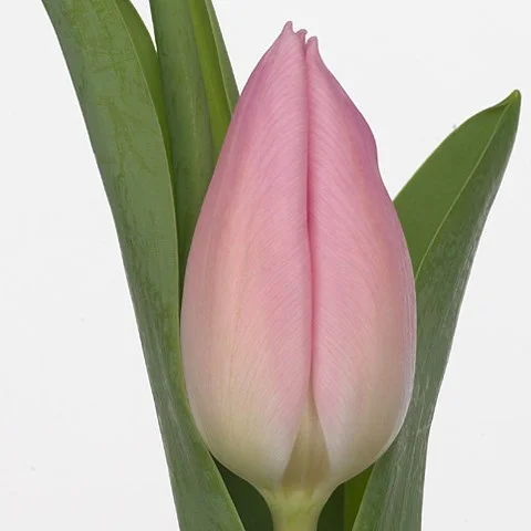 Tulipa Aafke