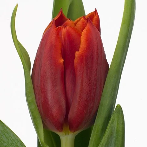 Tulipa Abra