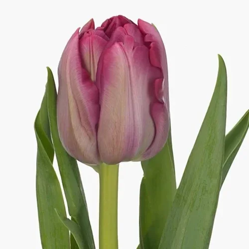 Tulipa Action