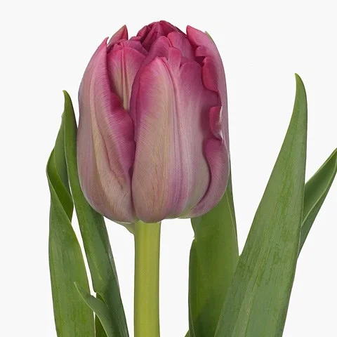 Tulipa Action