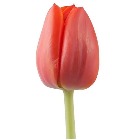 Tulipa Ad Rem
