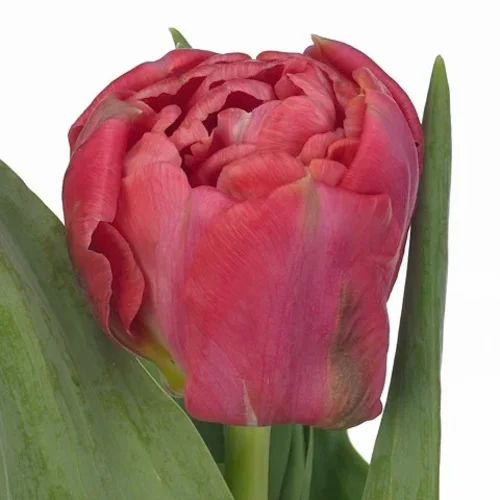 Tulipa Adore