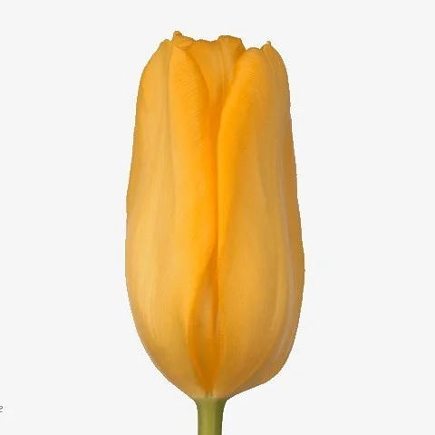 Tulipa Agrass Gold