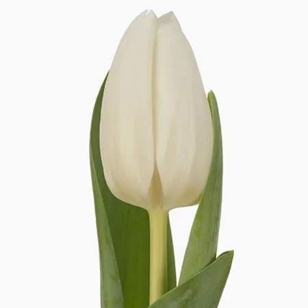 Tulipa Albatros