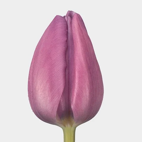 Tulipa Alibi
