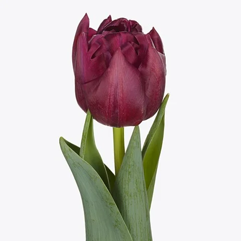 Tulipa Alison Bradley