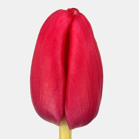 Tulipa Anaconda
